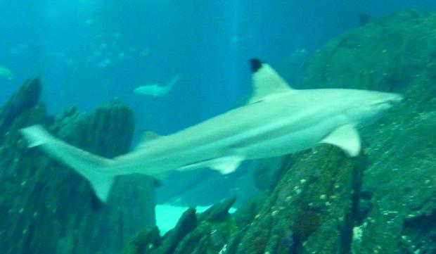 Tubarão-de-pontas-negras-do-recife