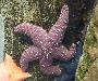 Estrela-do-mar-púrpura