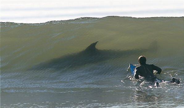 Surf e tubarões
