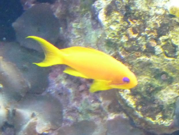 Anthias-dourado