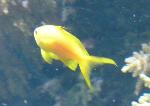 Anthias-dourado <i>(Pseudanthias squamipinnis)</i>