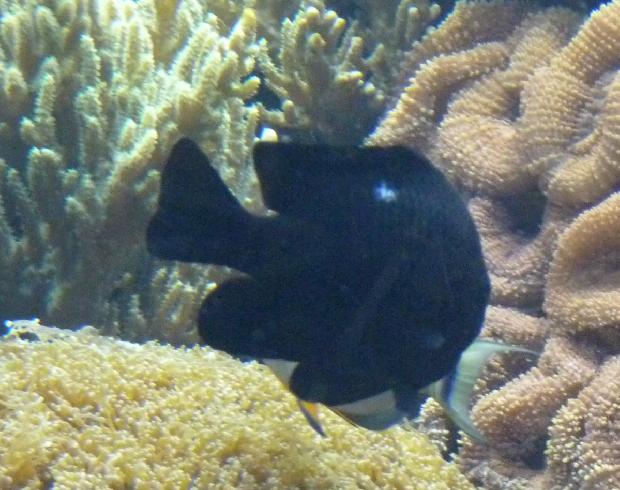 Donzela-de-três-pintas