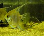 Escalar <i>(Pterophyllum scalare)</i>