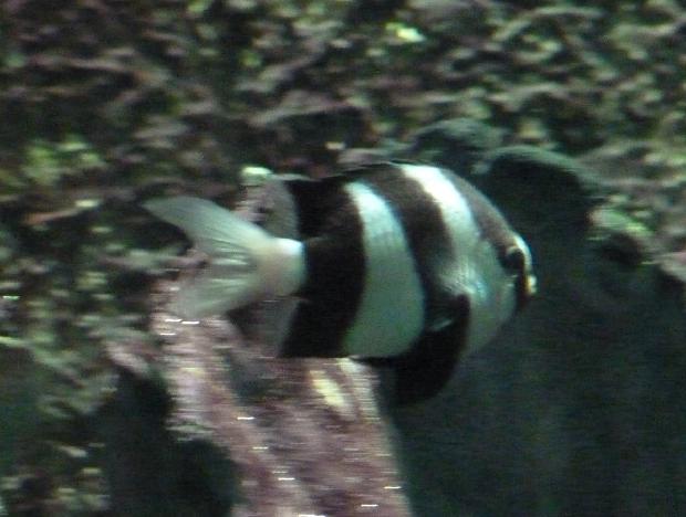 Donzela-de-cauda-branca