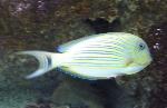 Cirurgião-zebra <i>(Acanthurus lineatus)</i>