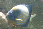 Peixe-anjo-de-anel-azul <i>(Pomacanthus annularis)</i>