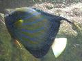 Peixe-anjo-de-anel-azul