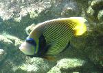 Peixe-anjo-imperador <i>(Pomacanthus imperator)</i>