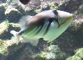 Peixe-picasso