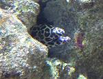 Moreia-pintada <i>(Gymnothorax favagineus)</i>
