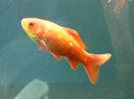 Pimpão <i>(Carassius auratus)</i>