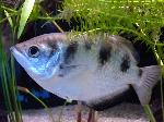 Peixe-arqueiro <i>(Toxotes jaculator)</i>