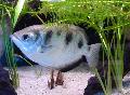 Peixe-arqueiro