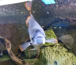Gourami-gigante-de-cauda-vermelha