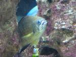 Castanheta-ferreira <i>(Abudefduf luridus)</i>