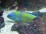 Bodião-verde <i>(Thalassoma pavo)</i>