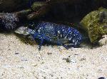 Lavagante <i>(Homarus gammarus)</i>