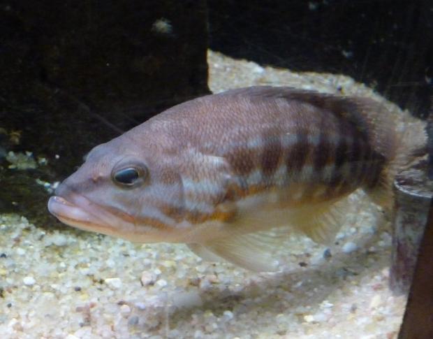 Serranus cabrilla