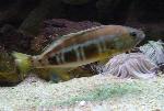 Garoupa-de-rolo <i>(Serranus atricauda)</i>