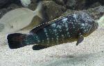 Garoupa-comum <i>(Epinephelus marginatus)</i>