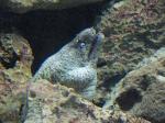Moreia-verde <i>(Gymnothorax funebris)</i>