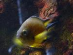 Castanheta-ferreira <i>(Abudefduf luridus)</i>