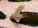 Caboz-de-água-doce <i>(Salaria fluviatilis)</i>