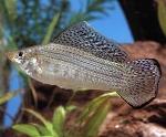 Molly  <i>(Poecilia latipinna)</i>