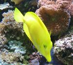 Cirurgião-amarelo <i>(Zebrasoma flavescens)</i>