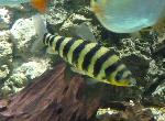 Leporino-listado <i>(Leporinus fasciatus)</i>