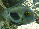 Uaru <i>(Uaru amphiacanthoides)</i>