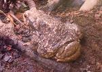Sapo-comum <i>(Bufo bufo)</i>