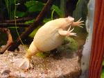 Rã-de-unhas-africana <i>(Xenopus laevis)</i>