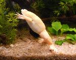 Rã-de-unhas-africana <i>(Xenopus laevis)</i>
