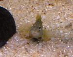 Caboz-de-água-doce <i>(Salaria fluviatilis)</i>