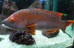 Peixe-cão <i>(Bodianus scrofa)</i>