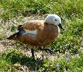 Pato-ferrugíneo