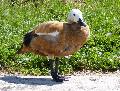 Pato-ferrugíneo