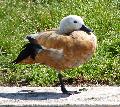 Pato-ferrugíneo