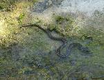 Cobra-de-água-viperina <i>(Natrix maura)</i>