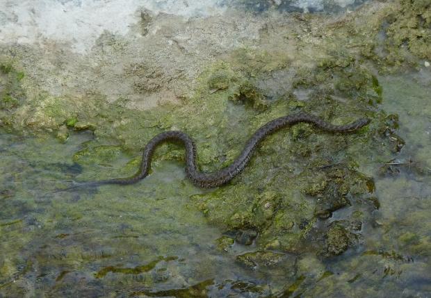 Cobra-de-água-viperina
