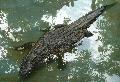 Crocodilo-do-Nilo