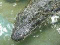 Crocodilo-do-Nilo
