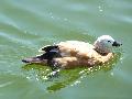 Pato-ferrugíneo