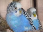 Aves