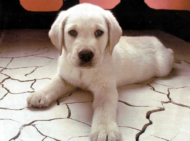 Cachorro