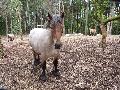 Cavalo Ardennais