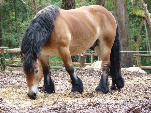 Cavalo Ardennais