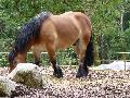 Cavalo Ardennais