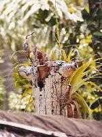 Aves
